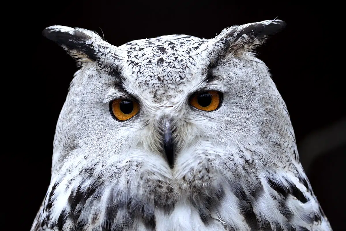 Les deux aigrettes du hibou grand duc