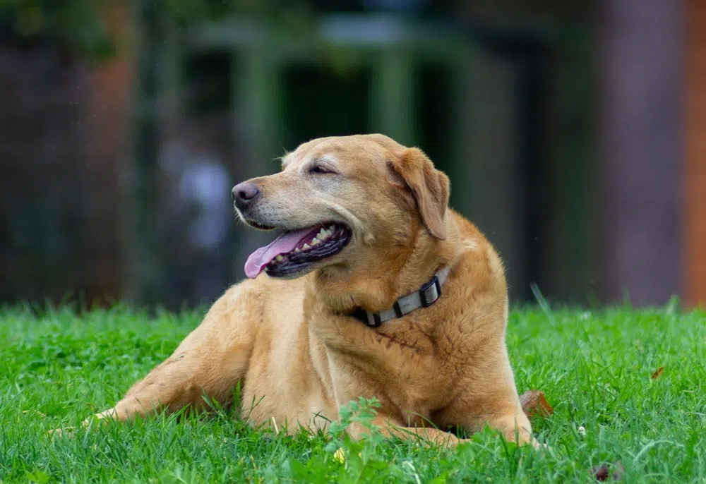 Histoire de Rufus, le chien de la famille