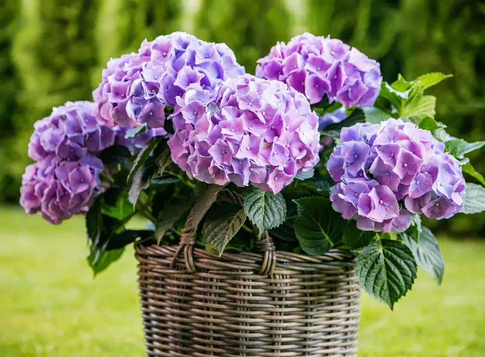 Pot avec des hortensias.