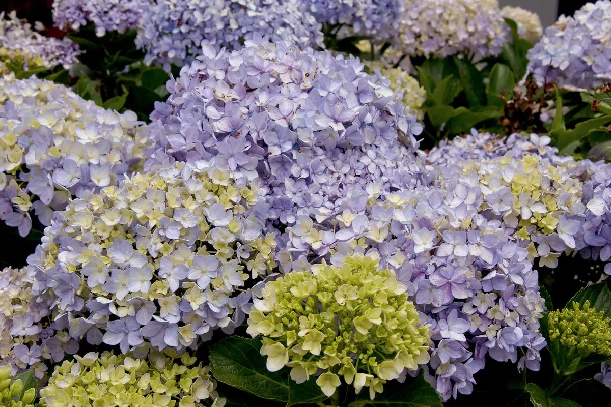 Hortensias