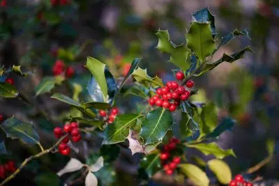 Le houx, symbole du bonheur à Noel