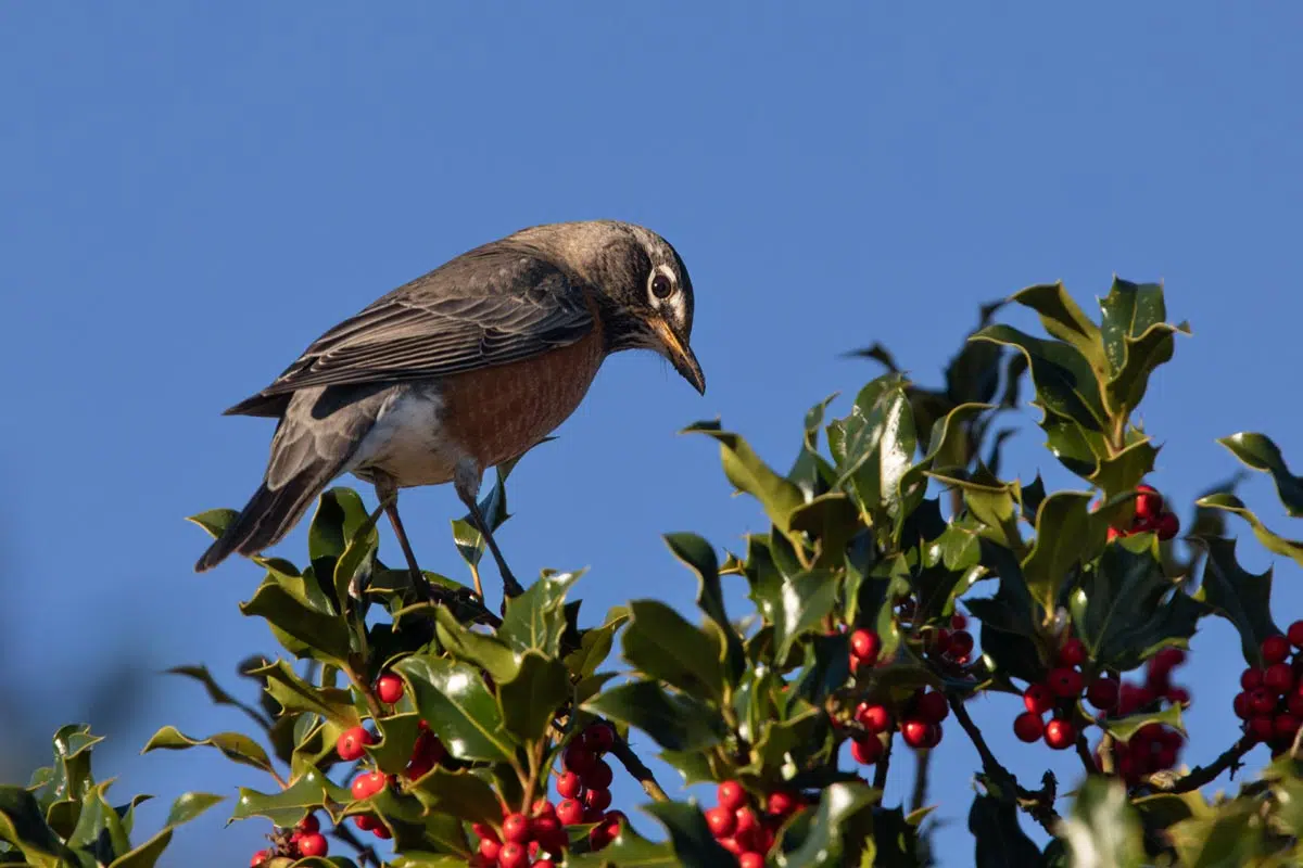 Les baies du houx, une source de nourriture pour les oiseaux