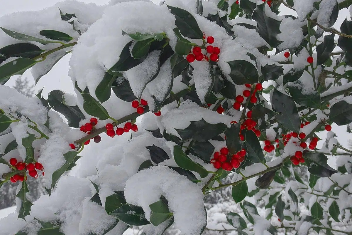 Le houx sous la neige