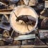 Comment empêcher les espèces nuisibles d'envahir votre bois de chauffage?