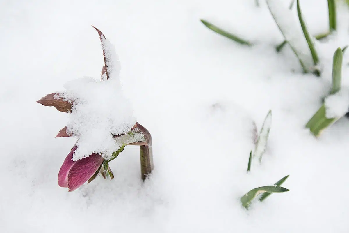 La légende de la Rose de Noël. 