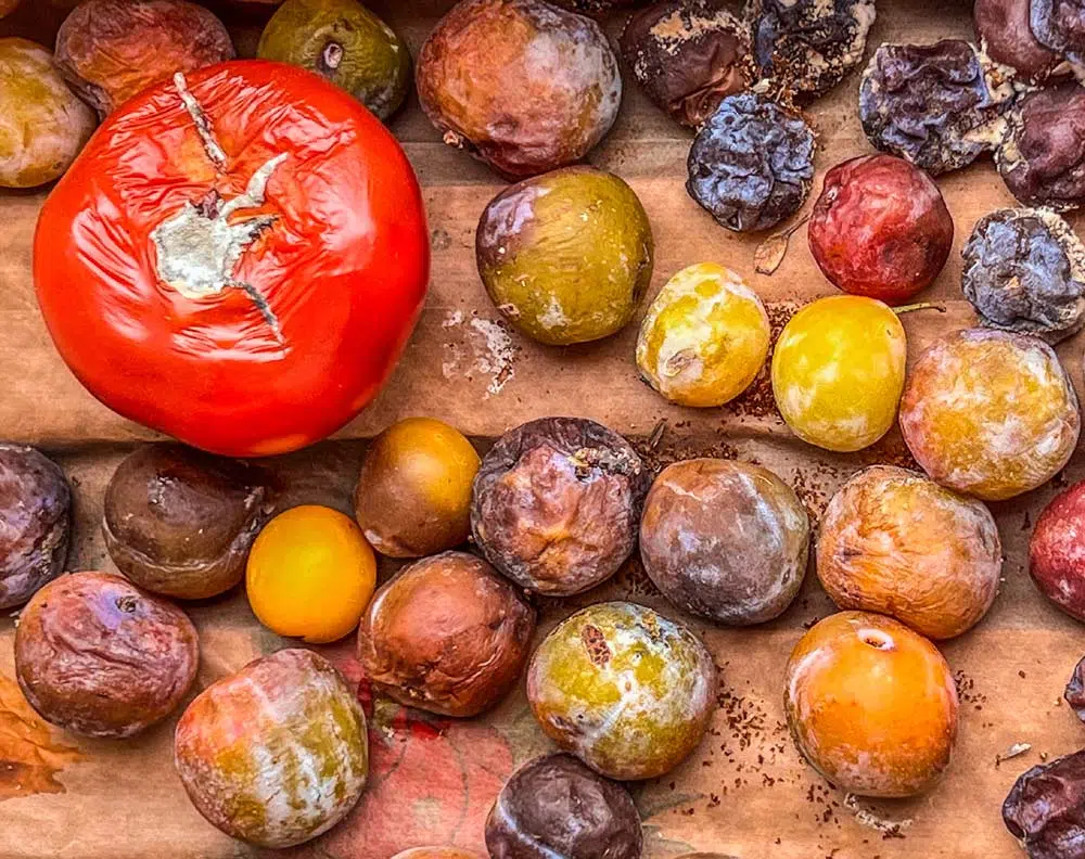 Moisissures sur des légumes