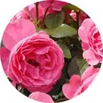 De-Vinci : Les rosiers buissons à fleurs groupées