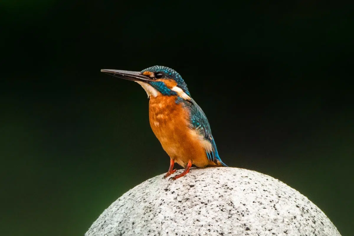 Où peut-on apercevoir le Martin-pêcheur ?