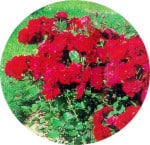 Lili Marlène : Les rosiers buissons à fleurs groupées