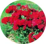Lili Marlène : Les rosiers buissons à fleurs groupées