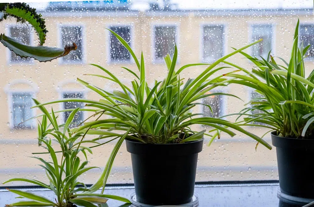 La luminosité en hiver pour les plantes d'intérieur