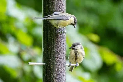 Pourquoi les oiseaux ne viennent-ils pas à ma mangeoire ?