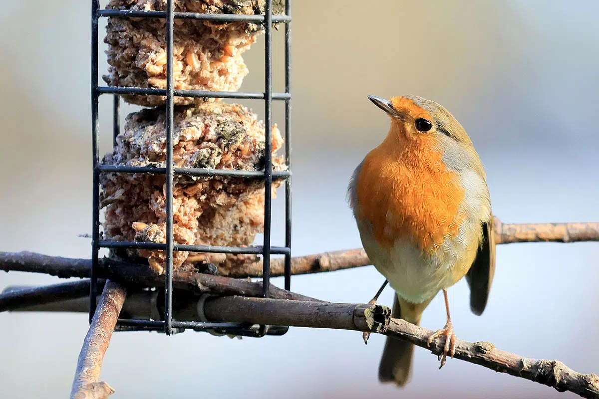 Comment attirer un rouge-gorge dans votre jardin pour émerveiller vos  enfants –