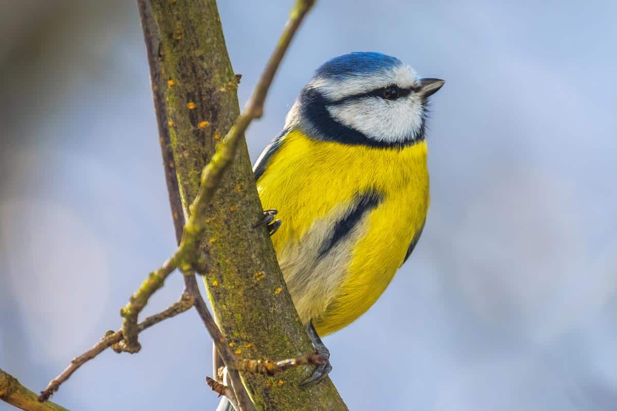 Mésange bleue sur une branche d'un arbuste du jardin