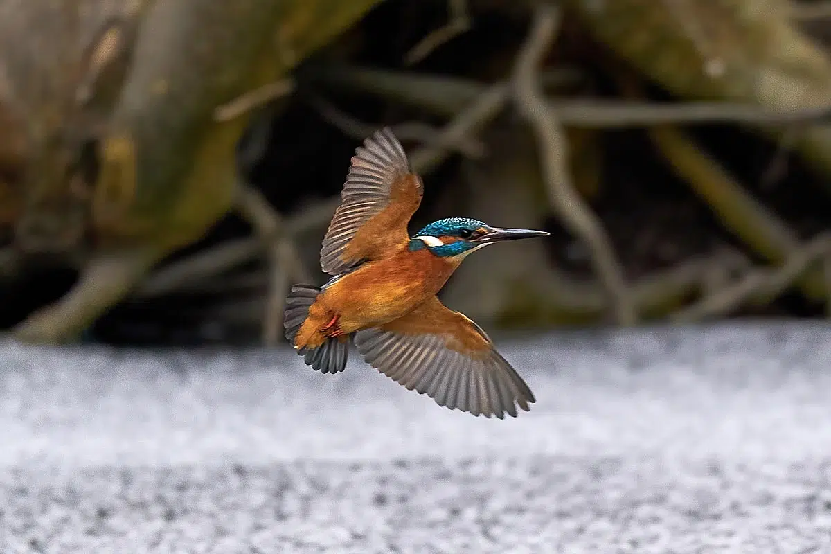 Migration du martin pêcheur