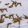 Pourquoi les oiseaux migrent-ils ?