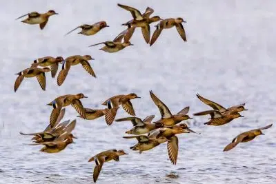 Pourquoi les oiseaux migrent-ils ?