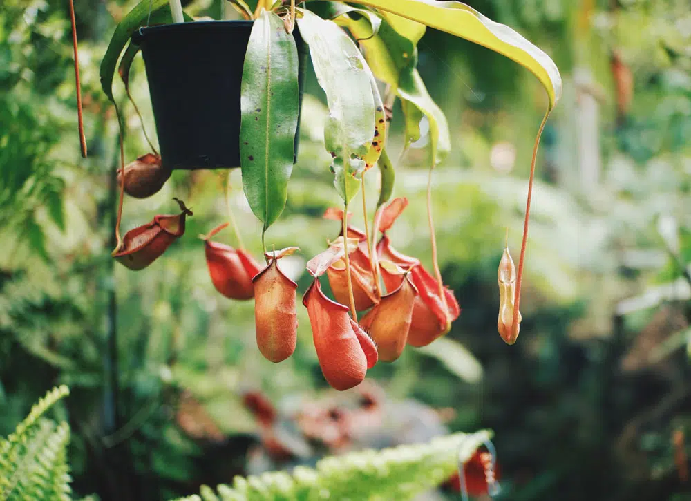 Le genre népenthès regroupe les espèces de plantes tropicales carnivores à pièges passifs.