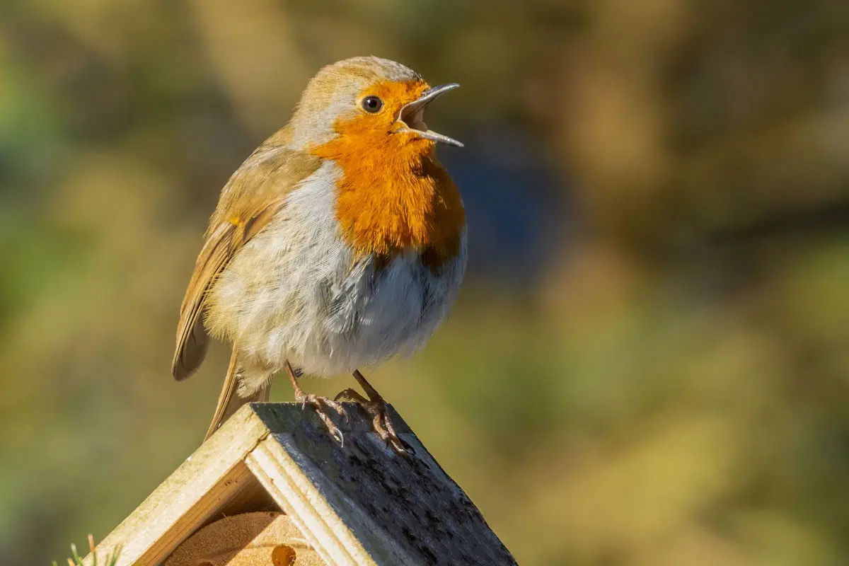 Comment attirer un rouge-gorge dans votre jardin pour émerveiller vos  enfants –