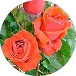 Nuage parfumé : Les rosiers buissons à fleurs groupées