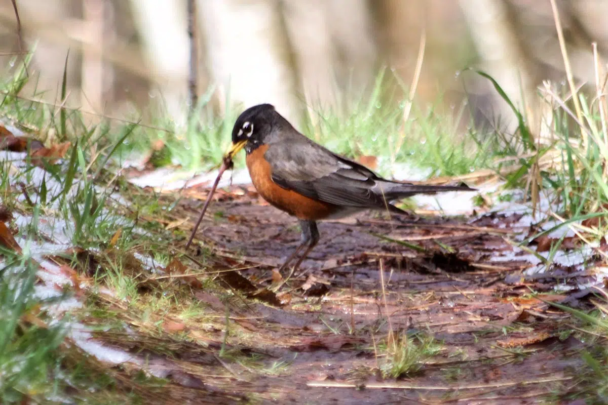 Oiseau qui recherche de la nourriture