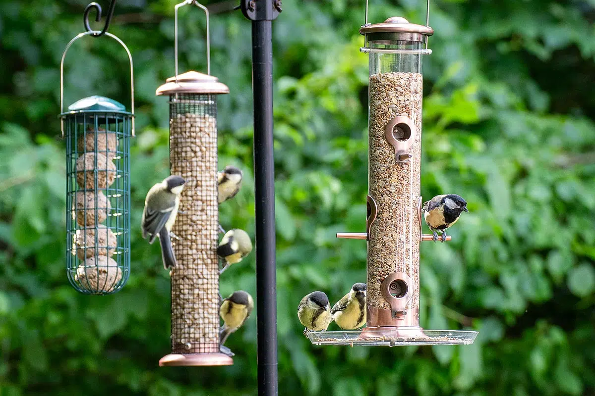 Oiseau auprès de la mangeoire du jardin