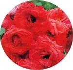 Orange sensation : Les rosiers buissons à fleurs groupées