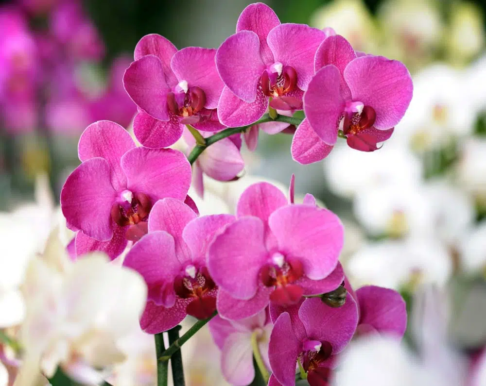 Les Orchidées ou Orchidacées.