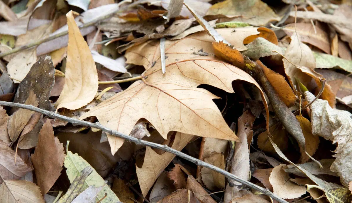 Paillage de feuilles mortes