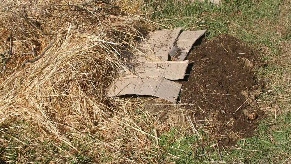 paillage du potager