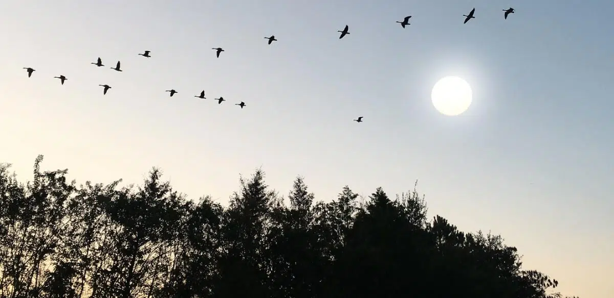 La migration des oiseaux se déroule au printemps et à l’automne.