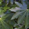 Aralia ou Fatsia Japonica