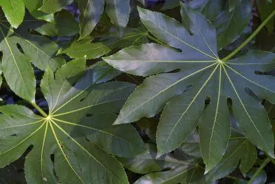 Aralia ou Fatsia Japonica