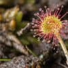 plantes carnivores attrape-mouches