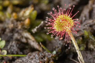 plantes carnivores attrape-mouches