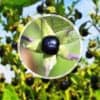 la plante la plus toxique du monde