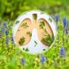 plante pour nettoyer et fortifier vos bronches