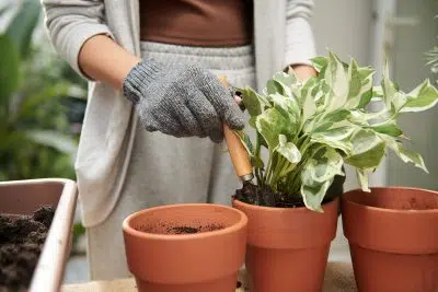 plantes dépolluantes et non toxiques