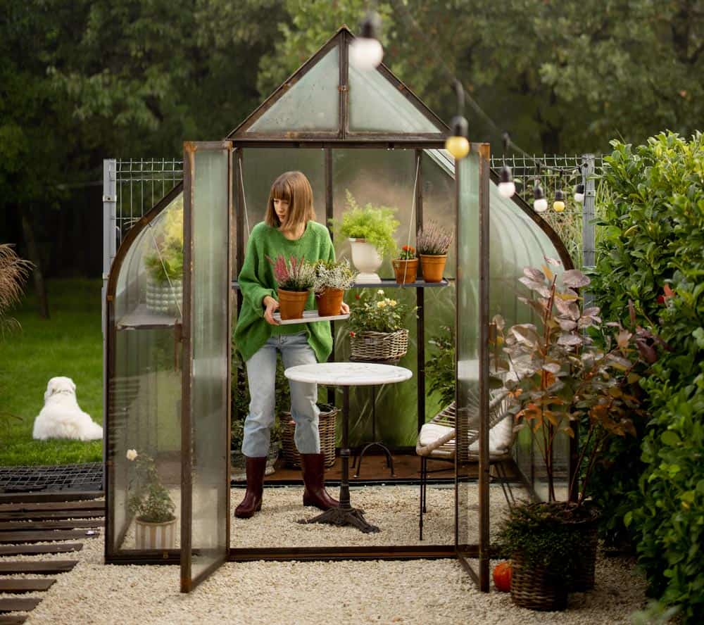 Plantes en serre