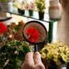 plantes d’intérieur qui fleurissent toute l’année