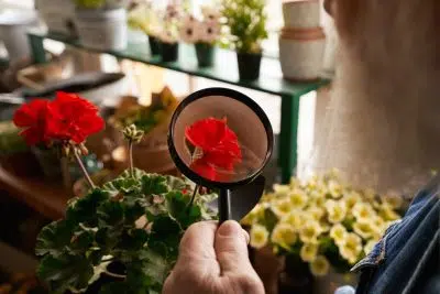 plantes d’intérieur qui fleurissent toute l’année