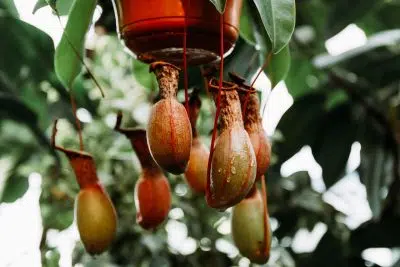 plantes pour lutter contre l’humidité