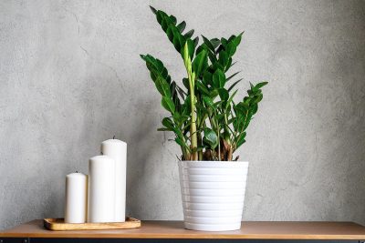 plantes d’intérieur qui ne nécessitent pas de beaucoup de lumière