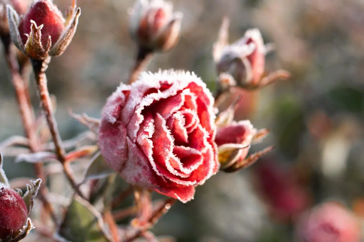 Premières gelées dans le jardin