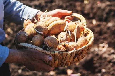 pommes de terre ramollies et germée