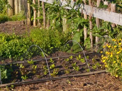 Questions réponses sur le potager