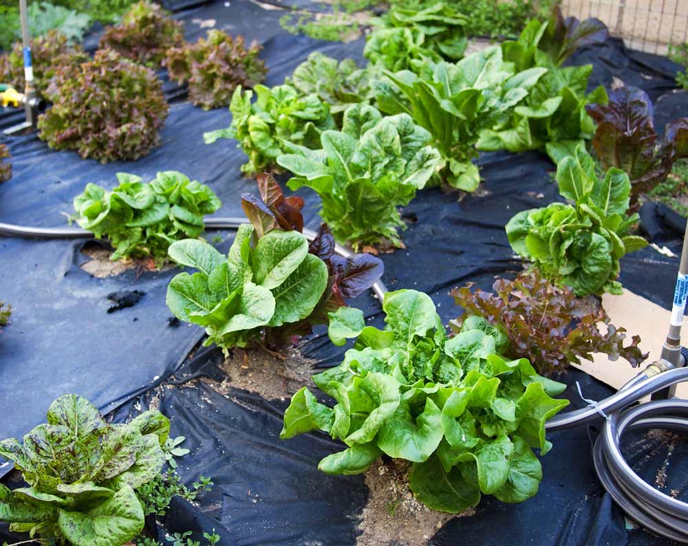 Potager en automne avec des légumes rustiques