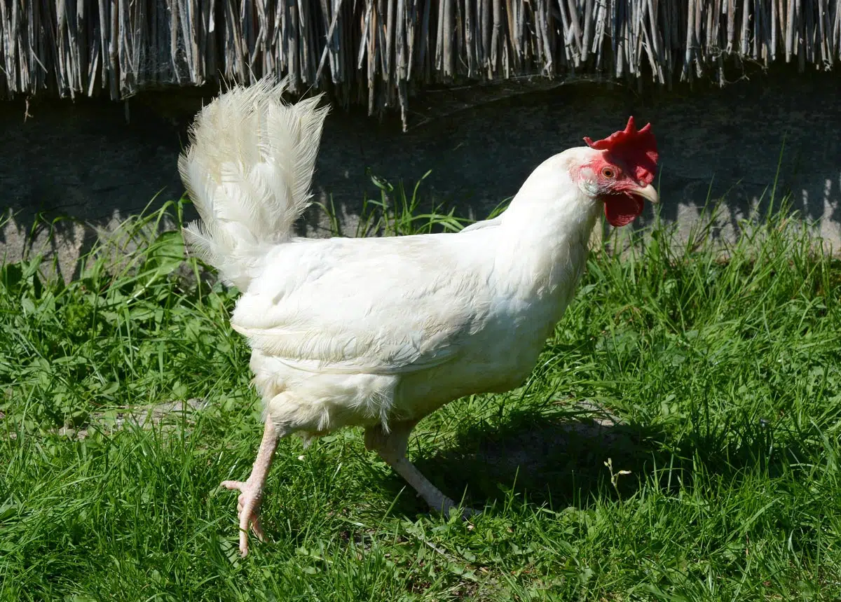 poule Leghorn