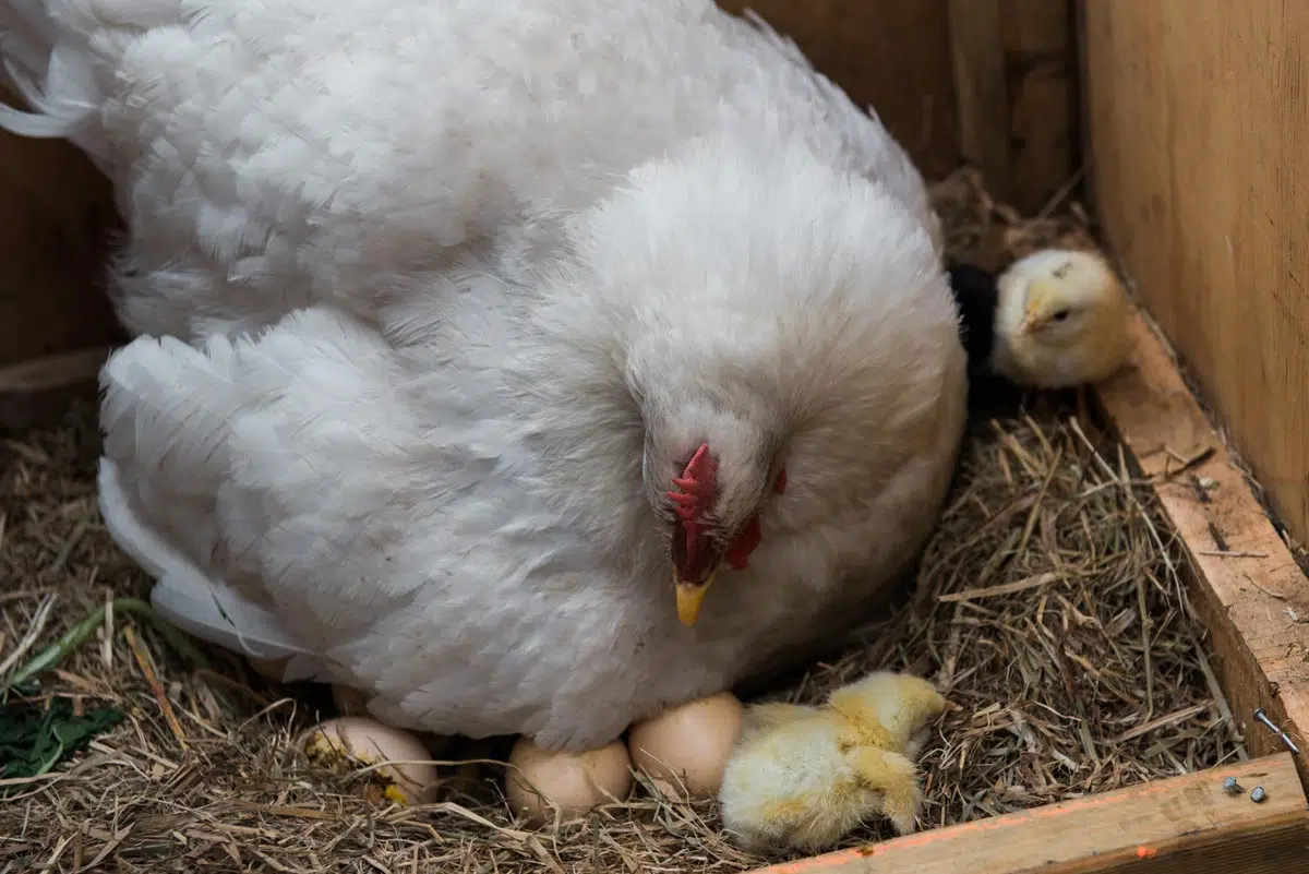 Poule qui couve ses oeufs