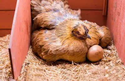 Existe-t-il un remède de grand-mère pour faire pondre les poules ?